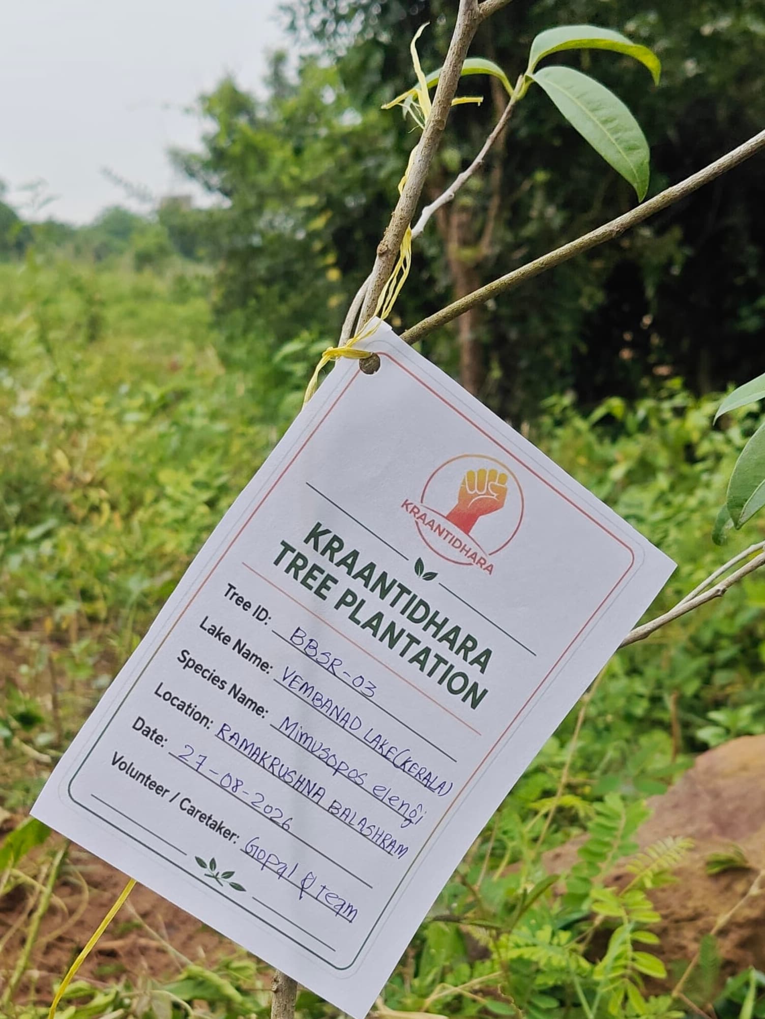 Field participant planting a sapling