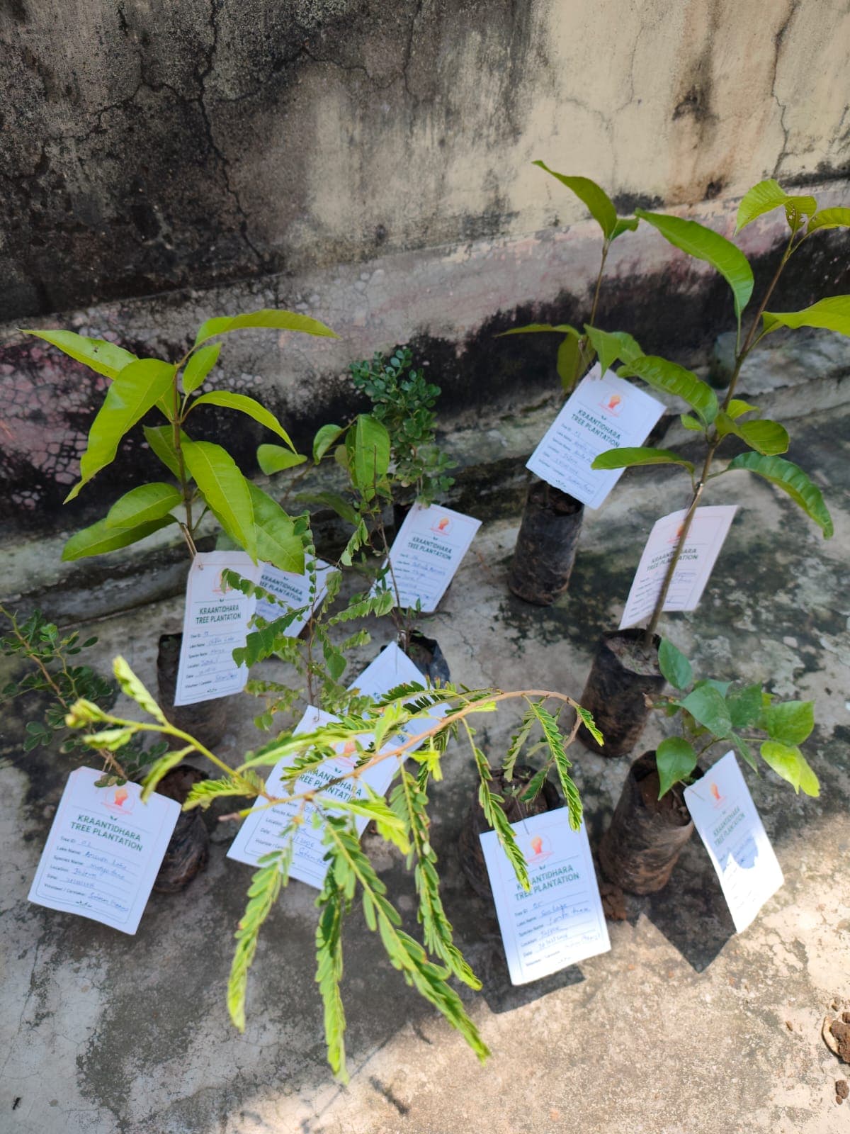 Tagged saplings documented for the tree plantation record